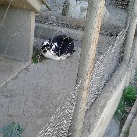 Mas Pujol
