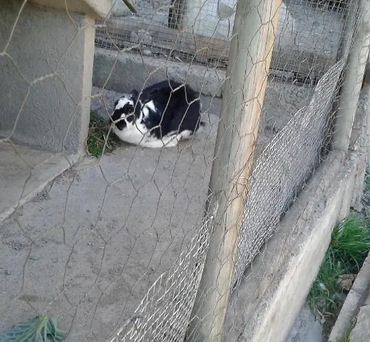 Mas Pujol