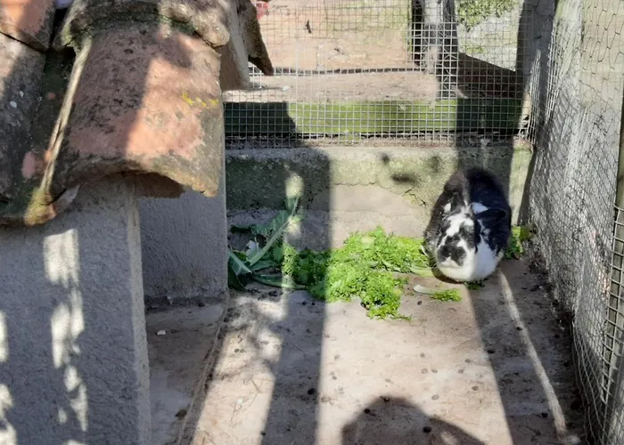 Mas Pujol Apartman Campdevánol